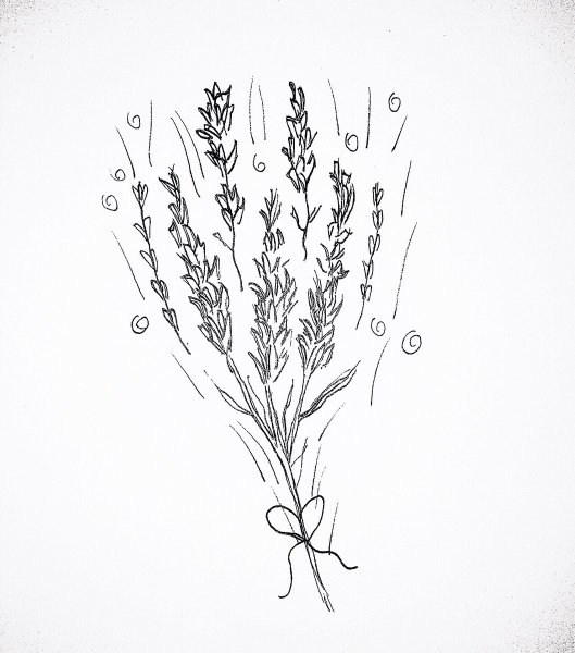 Лаванда набросок