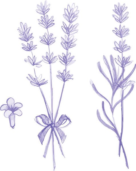 Цветок Лаванда контур