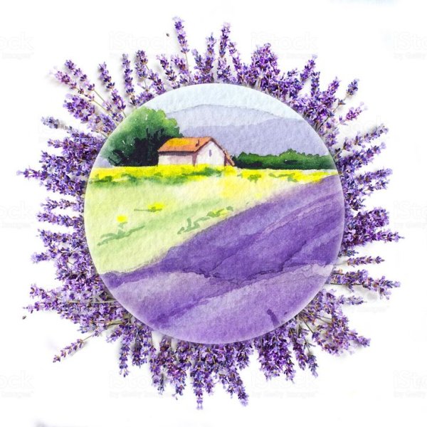 Идей для рисунков с лавандой