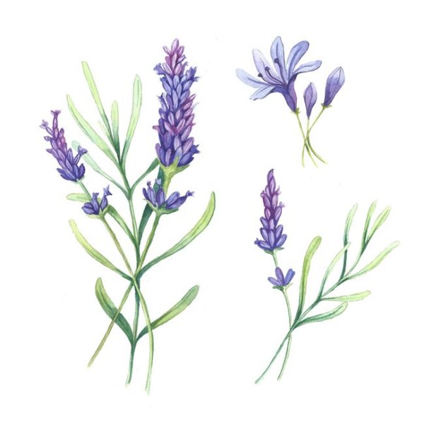 Лаванда зарисовка