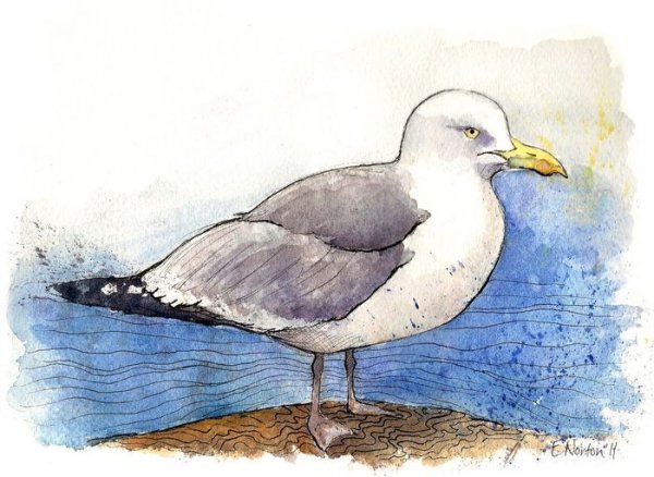 Рисование Чайки