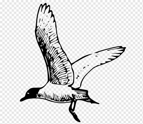 Контур Чайки