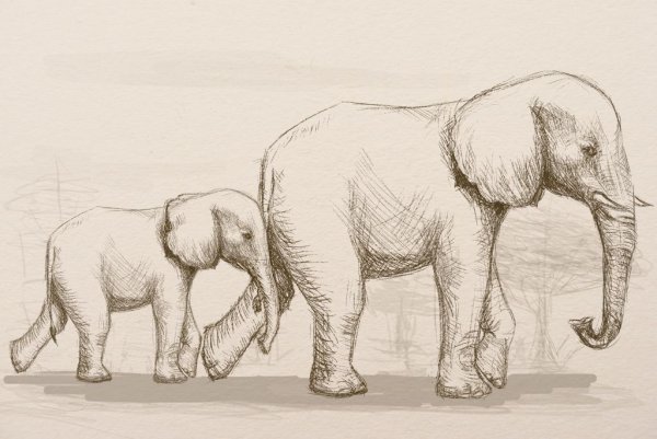 Слоны рисунок карандашом