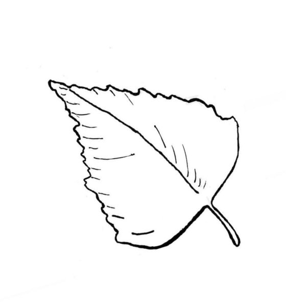 Листик контур