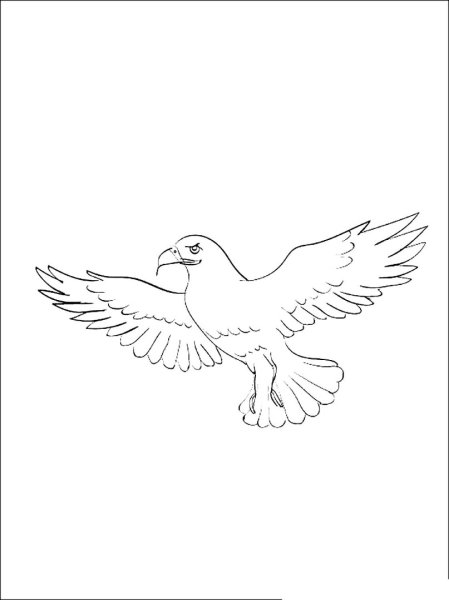 Орёл раскраска маленький