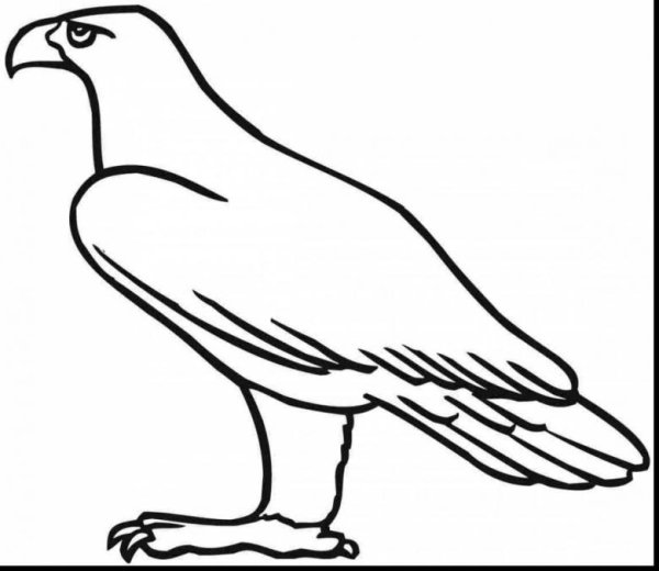 Орел раскраска для детей