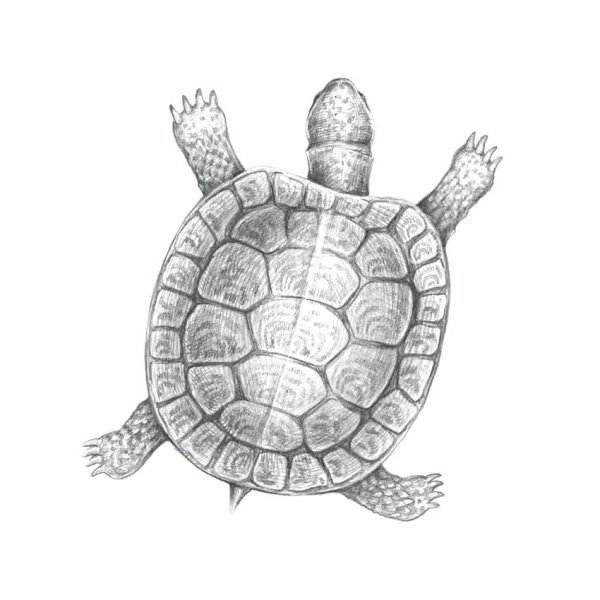 Черепаха карандашом
