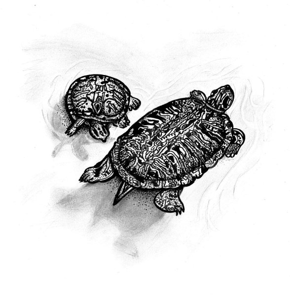 Маленькая черепашка эскиз