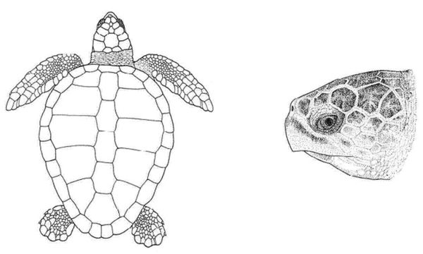 Нарисовать черепашку