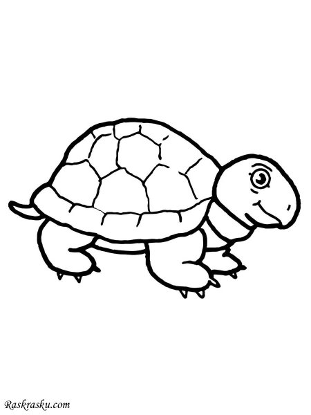 Черепаха раскраска