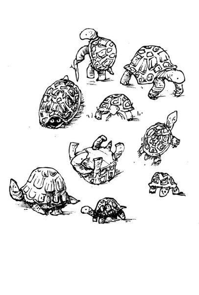 Тату черепаха сухопутная