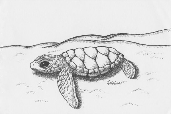 Набросок черепахи