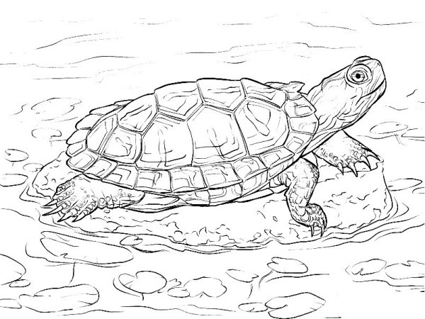 Раскраска черепашка красноухая