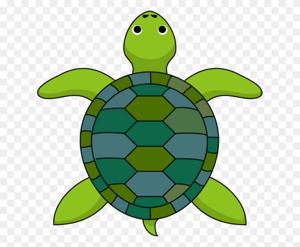 Черепашка вид сверху