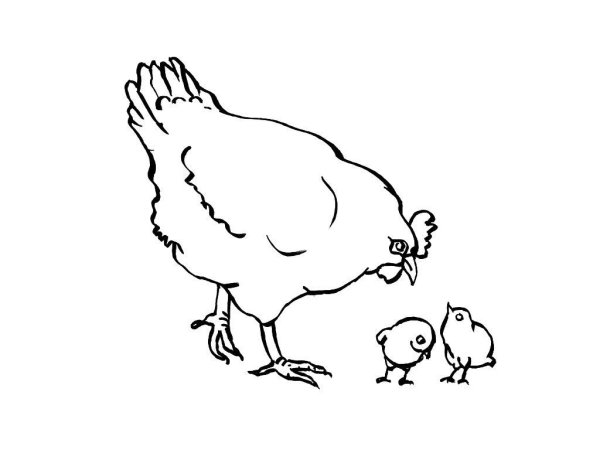 Курица рисунок карандашом