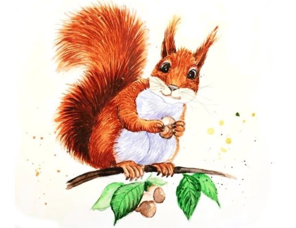 Белочка раскраска для малышей