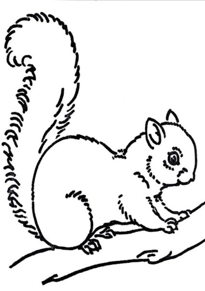 Рисунки белок карандашом