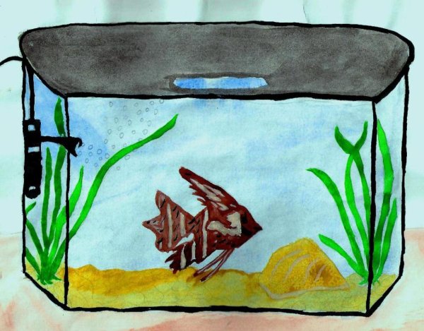 Аквариум для дошкольников