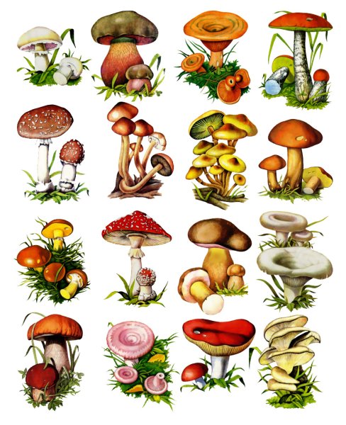 Съедобные грибы детский сад