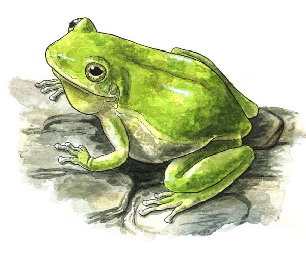 Беличья квакша