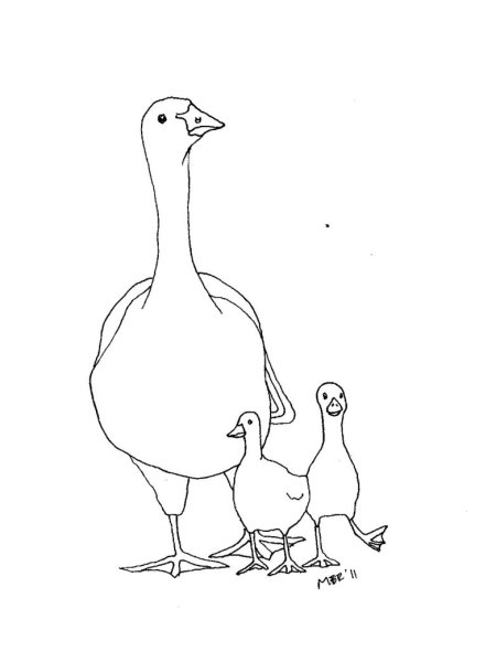 Гусь черно белый