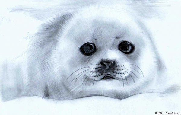Байкальский нерпенок Белек рисунки