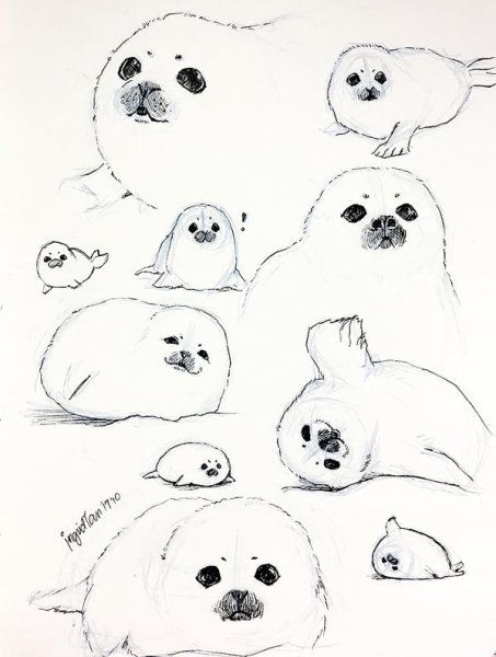 Тюлень простым карандашом