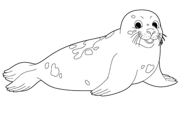 Тюлень раскраска для детей