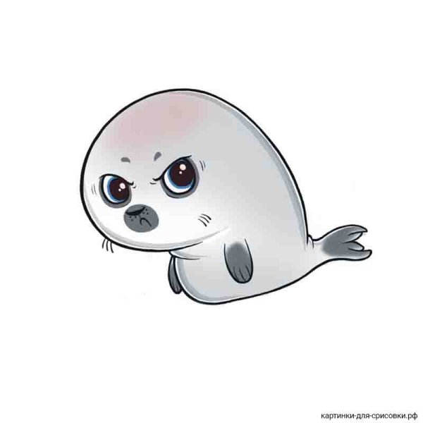 Рисунки тюленя для срисовки