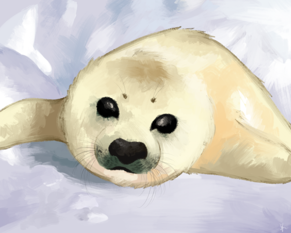 Нерпа иллюстрация