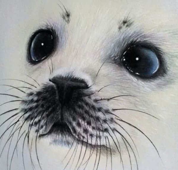 Нарисовать нерпу