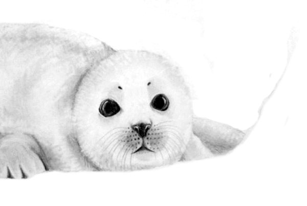Тюлень черно белый