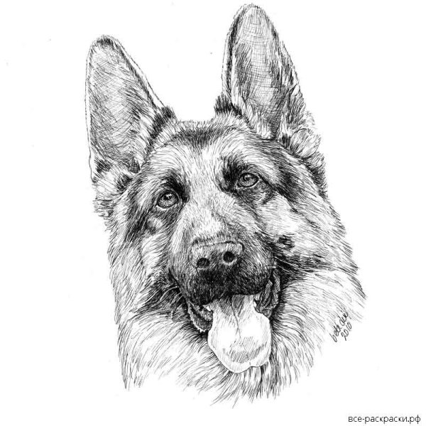 Восточно-европейская овчарка