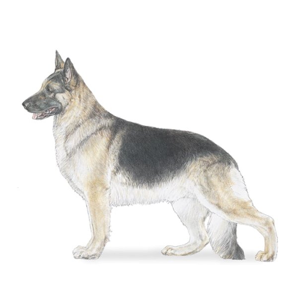 Восточно-европейская овчарка раскраска