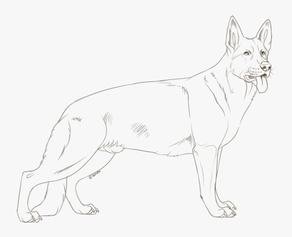 Немецкая овчарка для срисовки