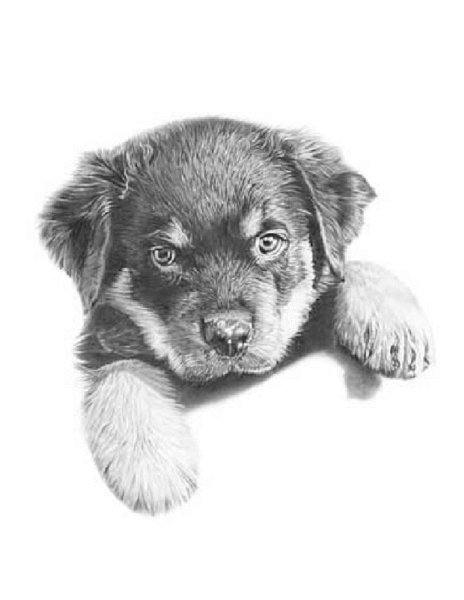Щенок дворняжки рисунок