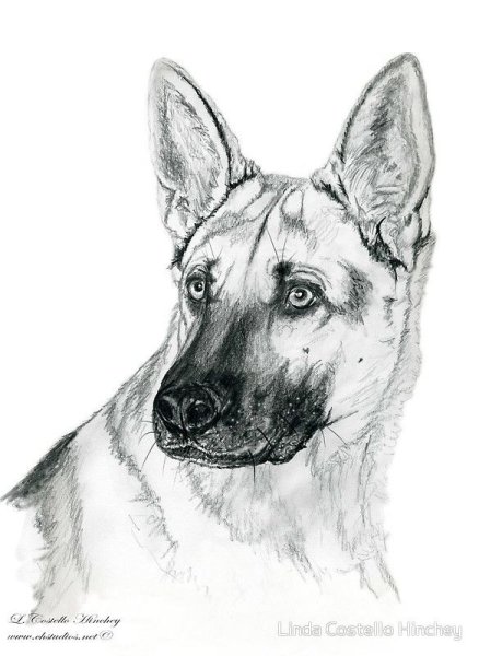 Зарисовки овчарки