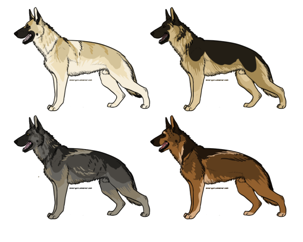 Овчарка референс