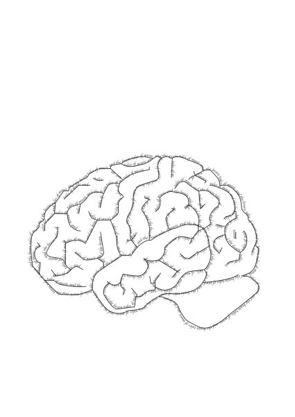 Очертания мозга