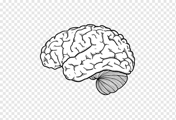 Мозг набросок
