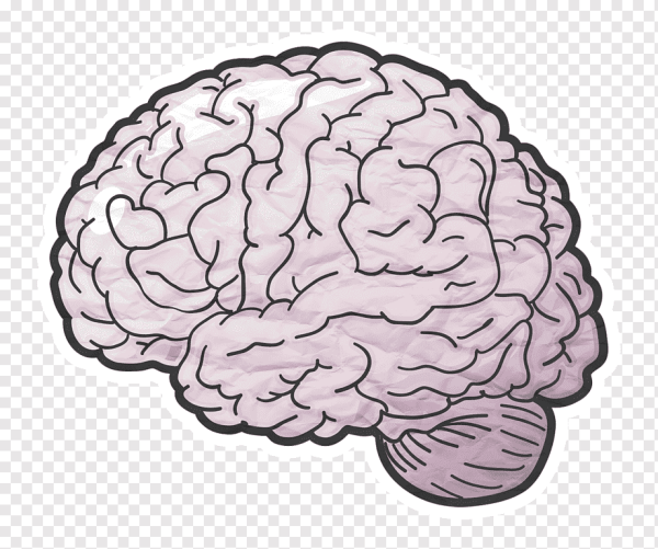 Головной мозг клипарт