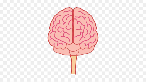 Мозг вид спереди