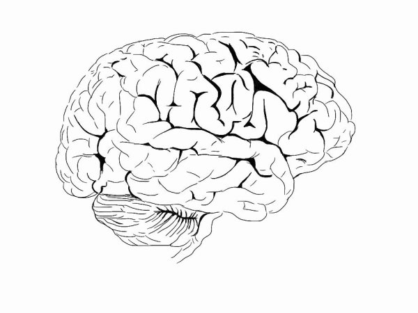 Мозг человека раскраска