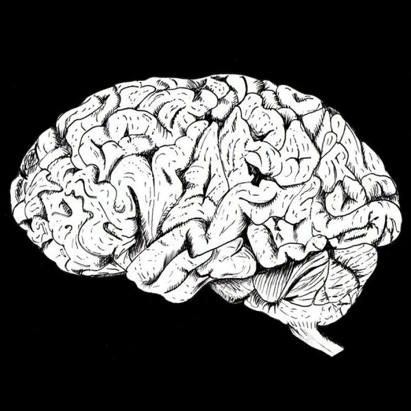 Мозг гравюра
