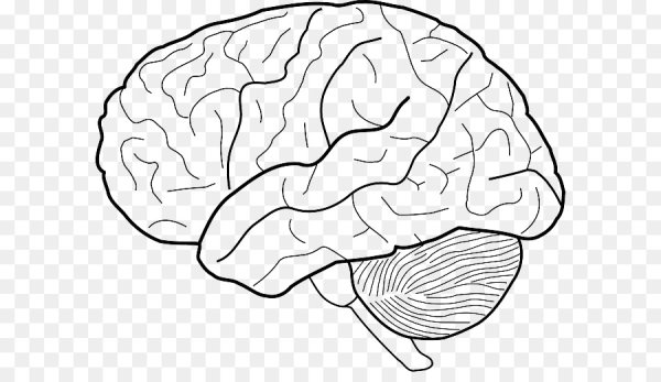 Головной мозг рисунок карандашом