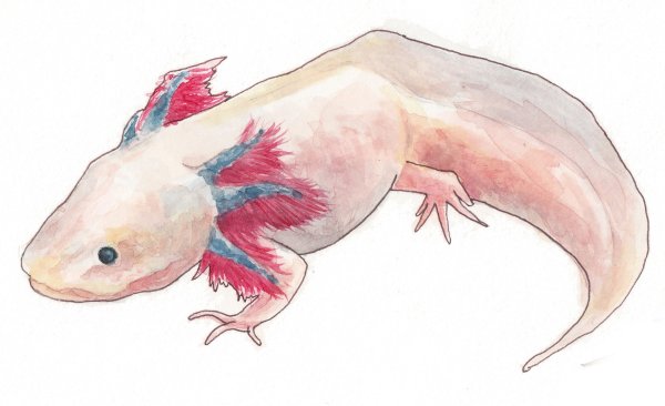 Наоми Лорд аксолотль