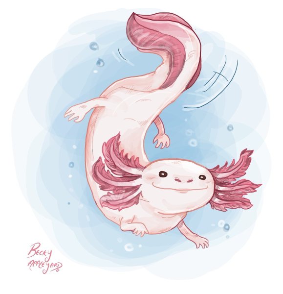 Наоми Лорд аксолотль