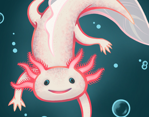 Аксолотль Procreate