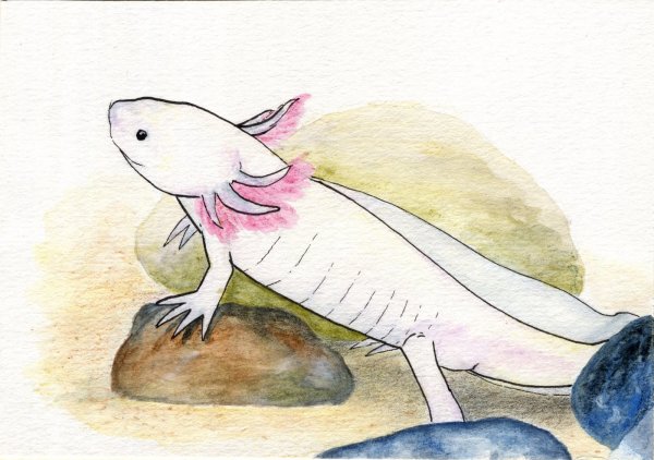 Аксолотль Бог ацтеков