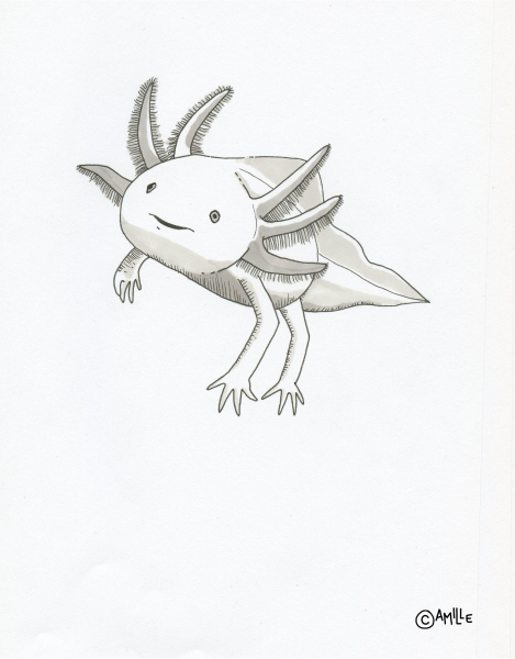 Аксолотль скетч